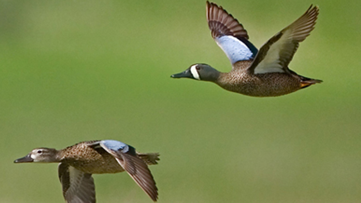 two ducks flying