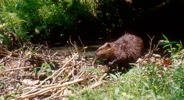 beaver-natl-park-service.jpg