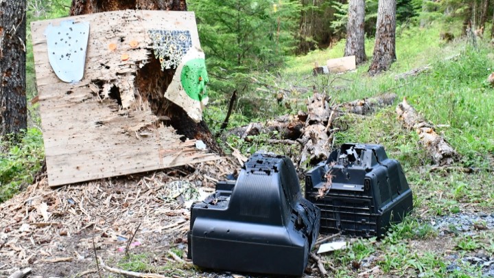 Tree destroyed by gunfire