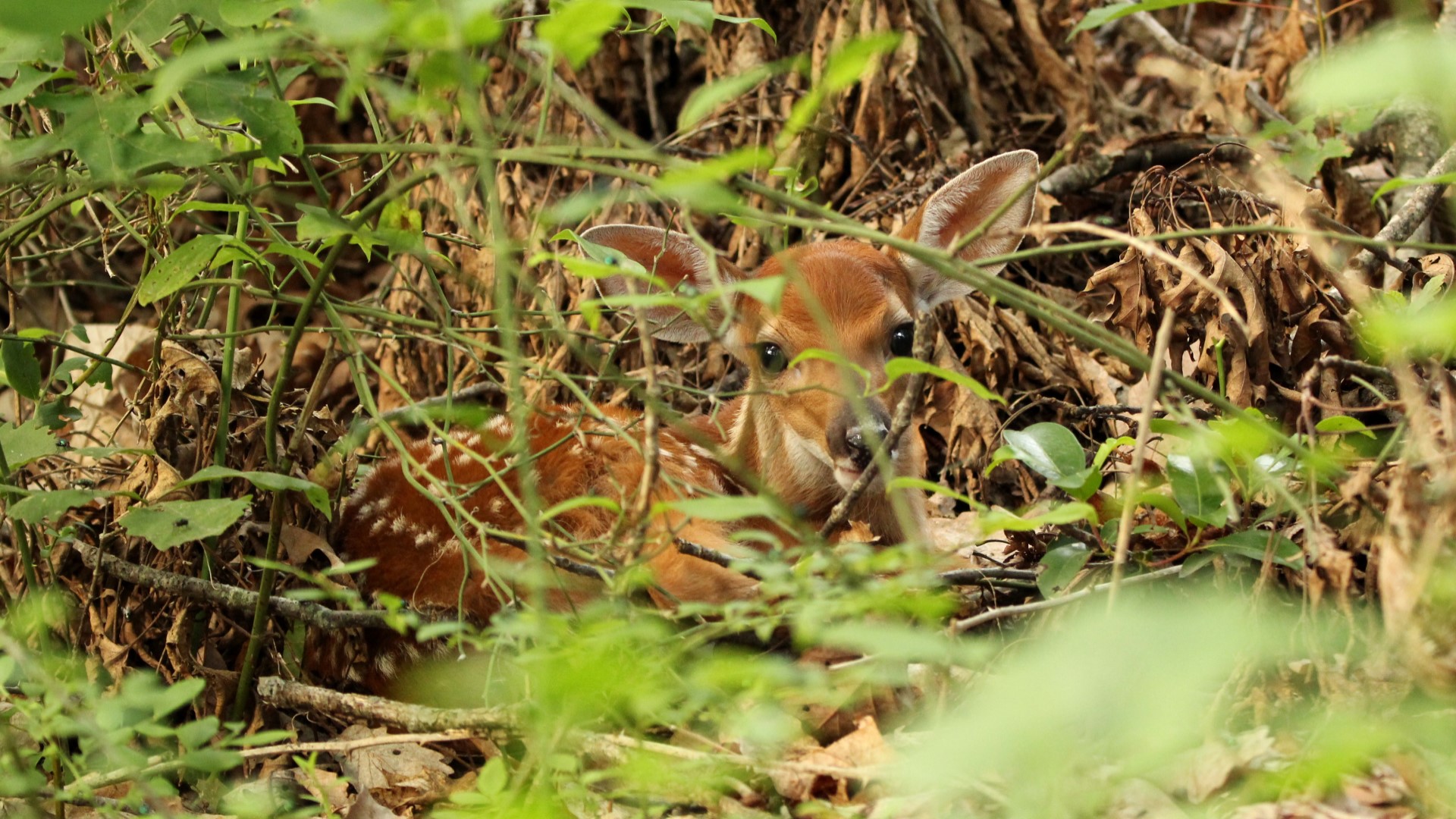 Istock Hidden Fawn