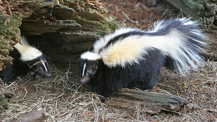 skunk.jpg