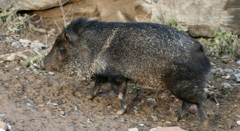 javelina.jpg