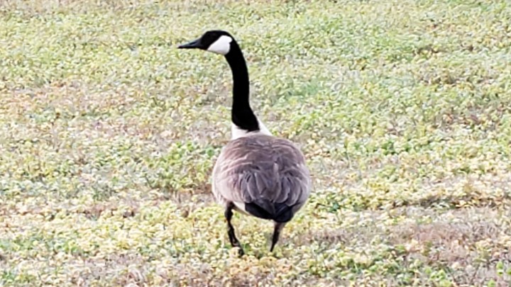 canada-goose.jpg