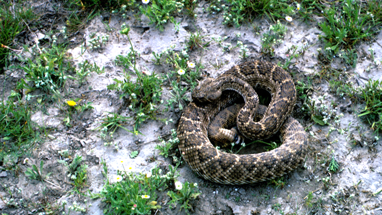 snakes.jpg