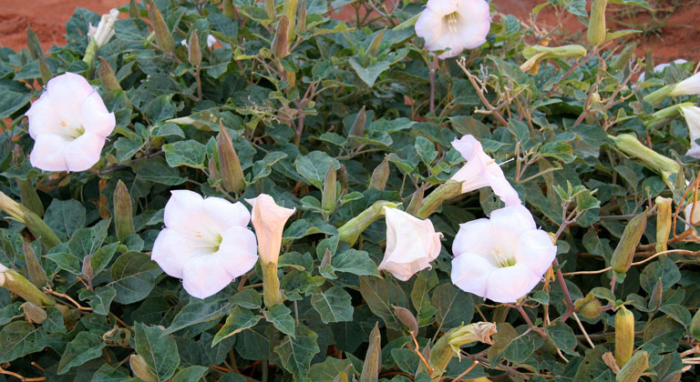 datura-stramonium.jpg