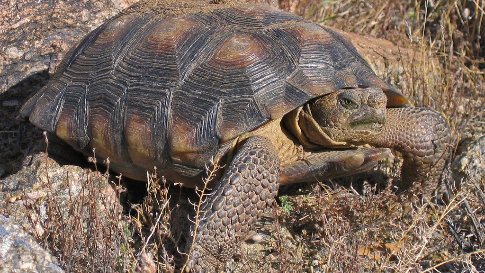 Sonoran Desert Tortoise