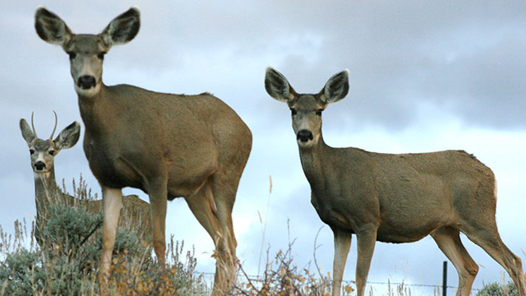 mule-deer.jpg