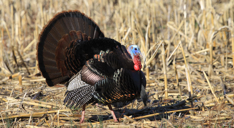 turkey-fanning-lead.jpg