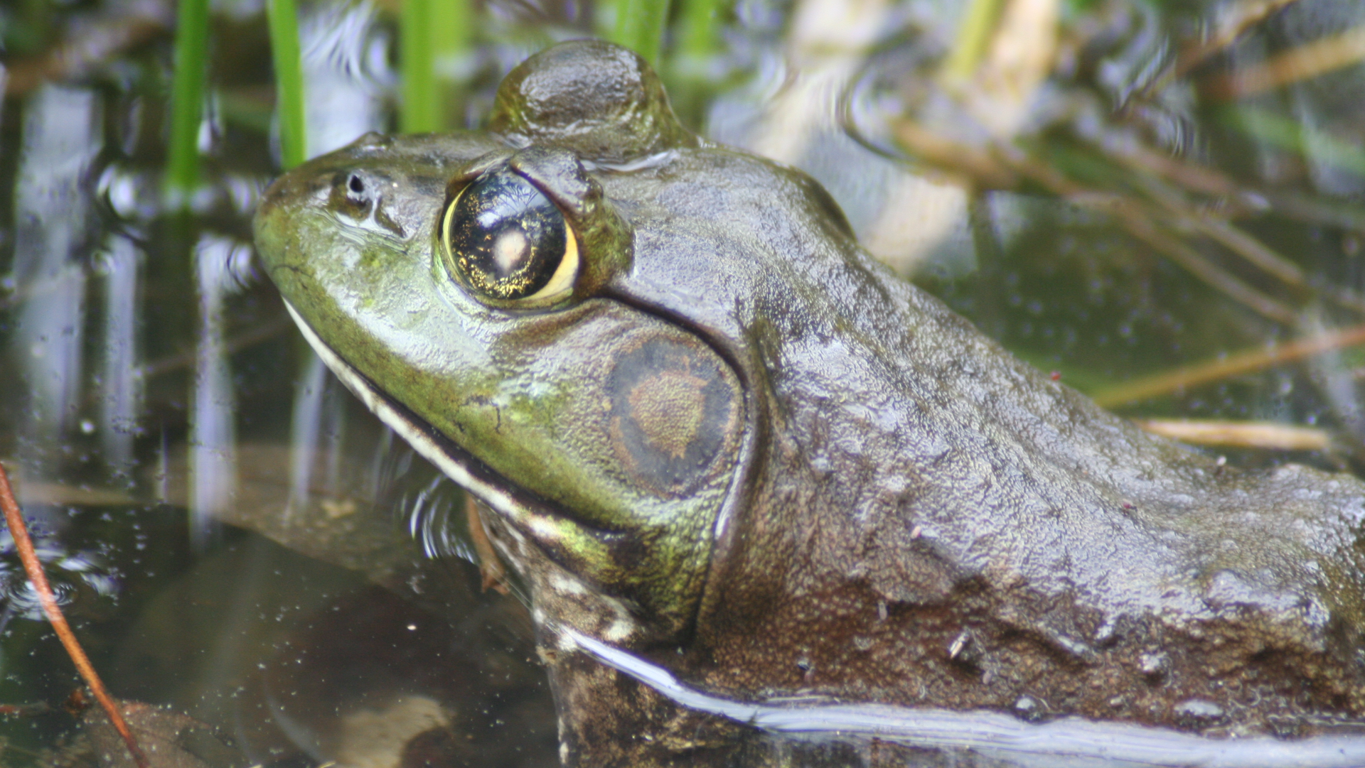 Summer Frog Fun Lede