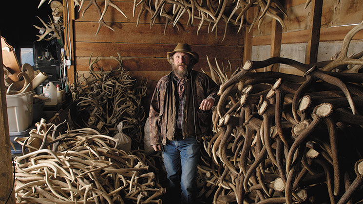 antlers.jpg