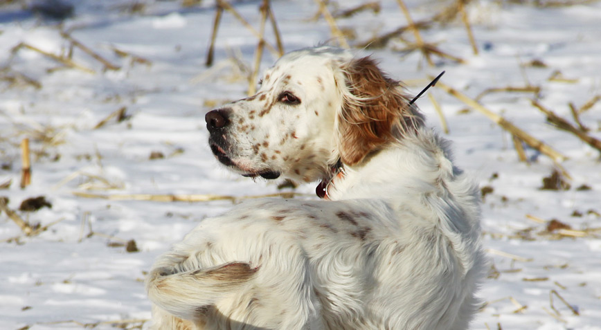 springer spaniel in the snow