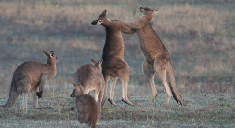 A Hunting Tale From the Land Down Under | NRA Family