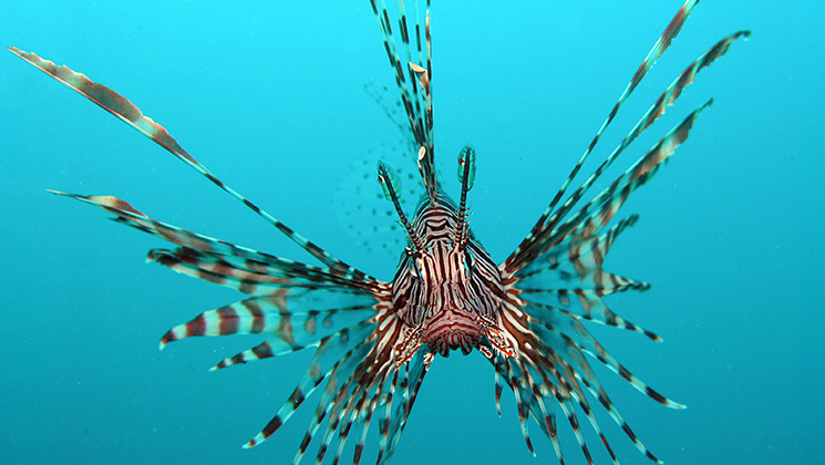 lionfish.jpg