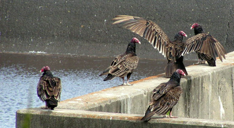 turkey-vulture.jpg