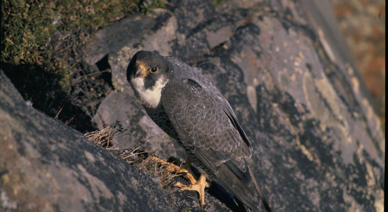 peregrine-falcon-credit-us-fish-wildlife-svc.jpg