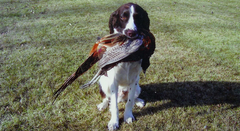 springer-spaniel.jpg