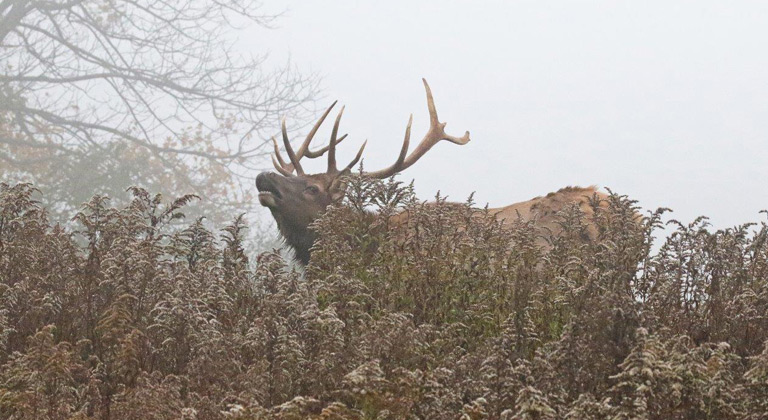 rmef-elk.jpg