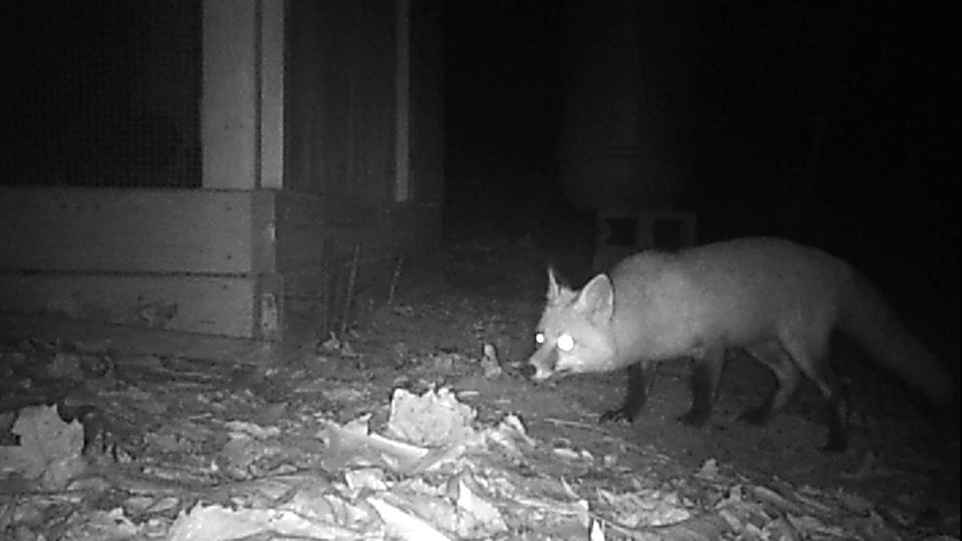 Fox Getting Into Coop Best