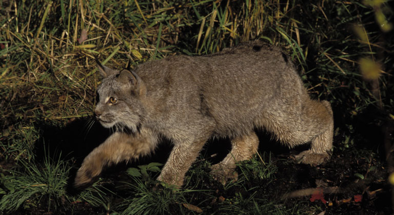 lynx-fws.jpg