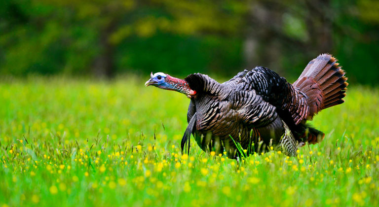 easternwildturkey-nwtf-12553.jpg