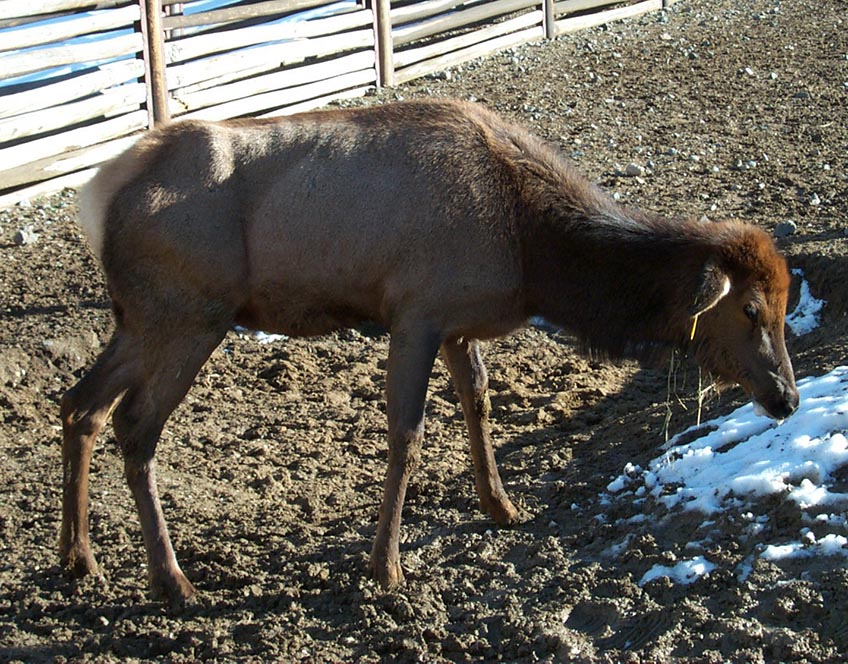 deer3_kreeger_fixed.jpg