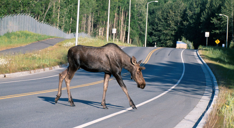 10 Tips to Avoid Moose-Car Collisions | NRA Family