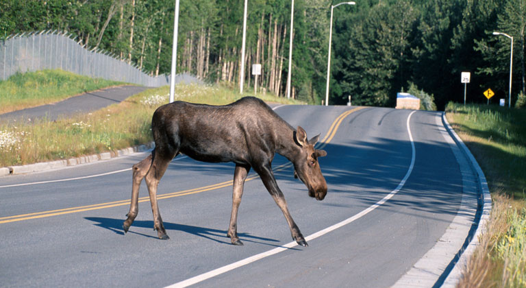 moose_crossing_a_road.jpg