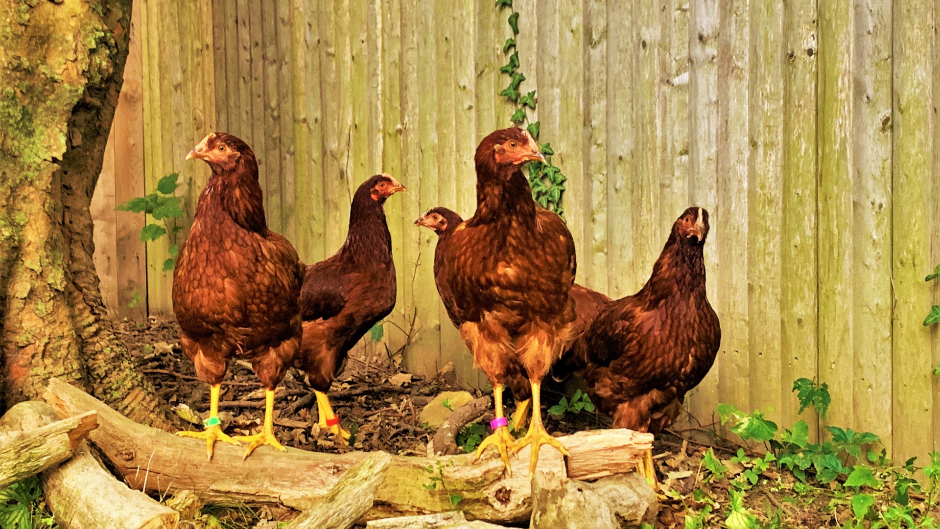 Should I Insulate the Chicken Coop? - The Pioneer Chicks