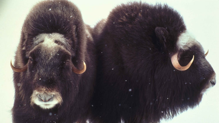 muskoxen.jpg