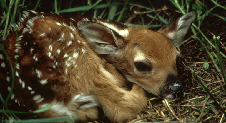 fawn-credit-fws.jpg