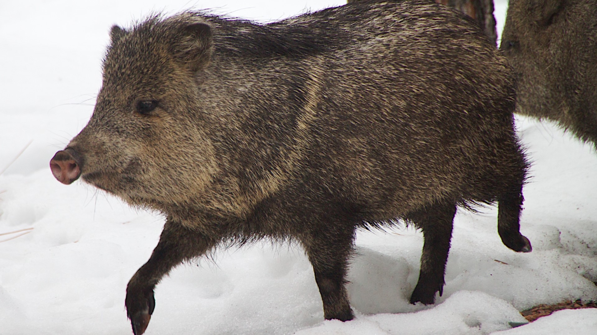 Ayyy Javelina