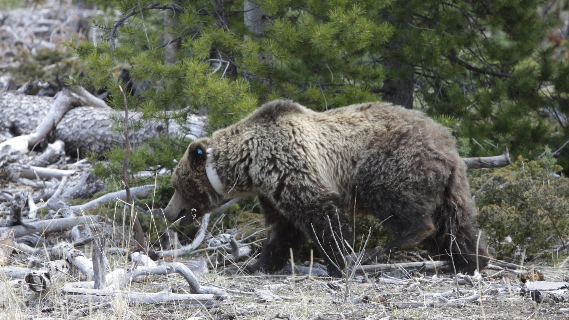 Usfws Collared Grizzly Bear Wind River