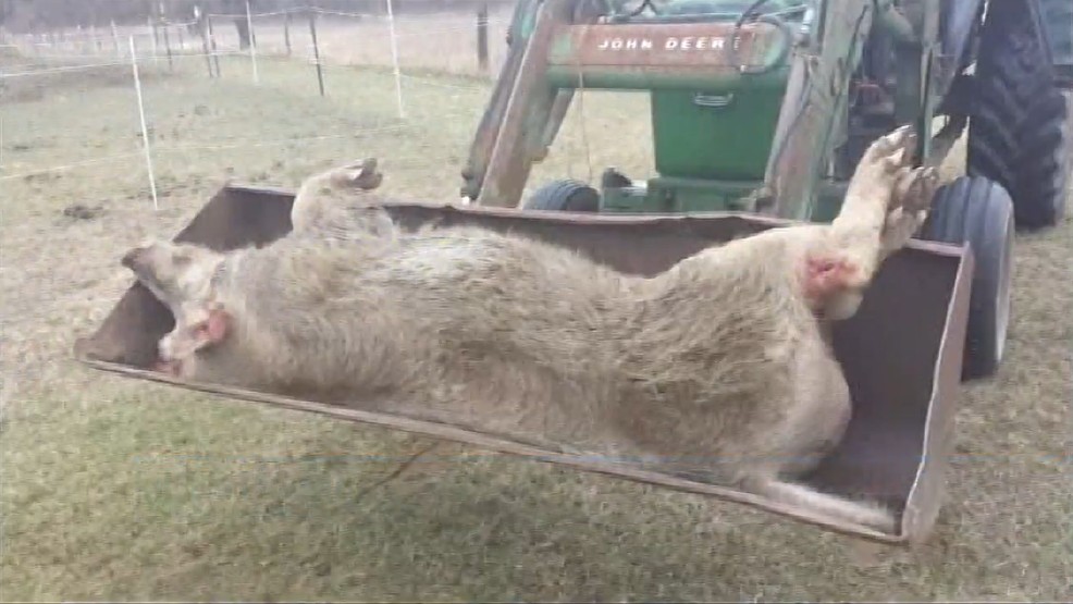 600lb-pig.png