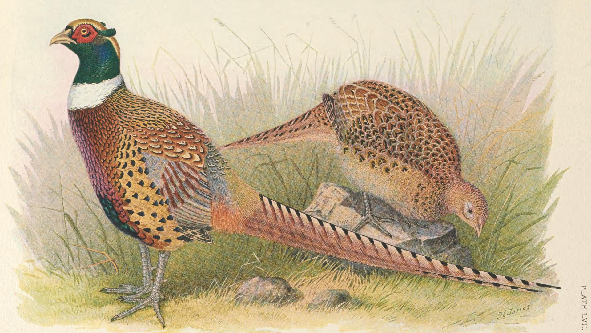 Tbt Pheasant Lede Public Domain