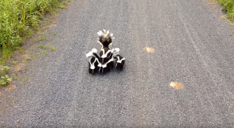 skunk-family.jpg