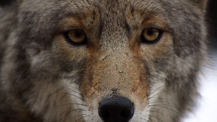 The Eastern Spread of Coyotes In the U.S. | NRA Family