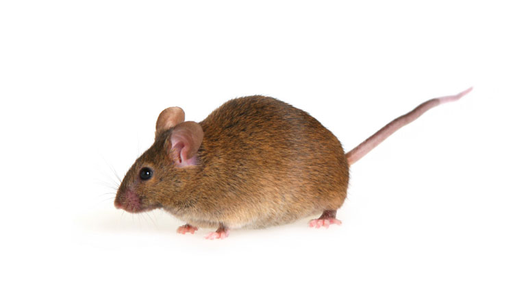literal actual mouse