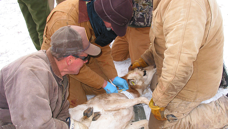 Outdoor Careers: Wildlife Veterinarian | NRA Family