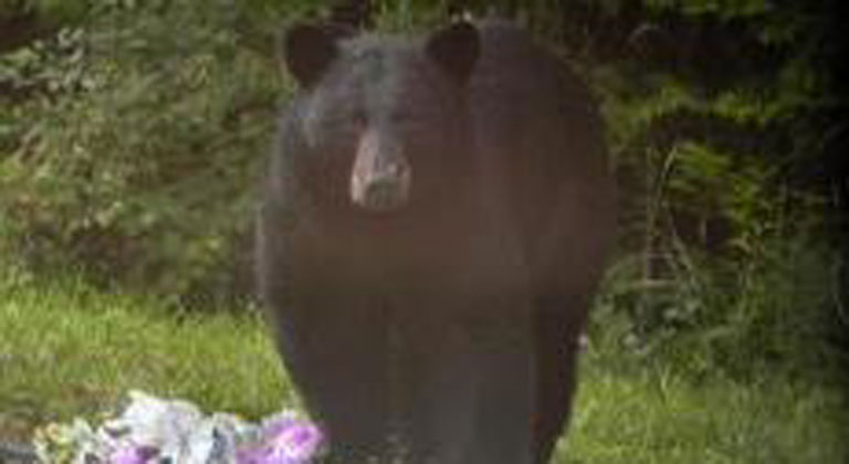 backyard-bear.jpg