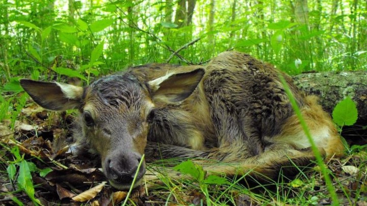 newborn-elk-calf.jpg