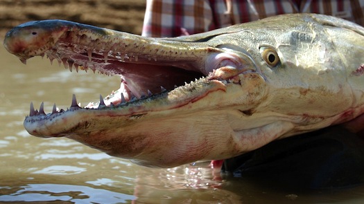 Alligator gar stuffed animal online