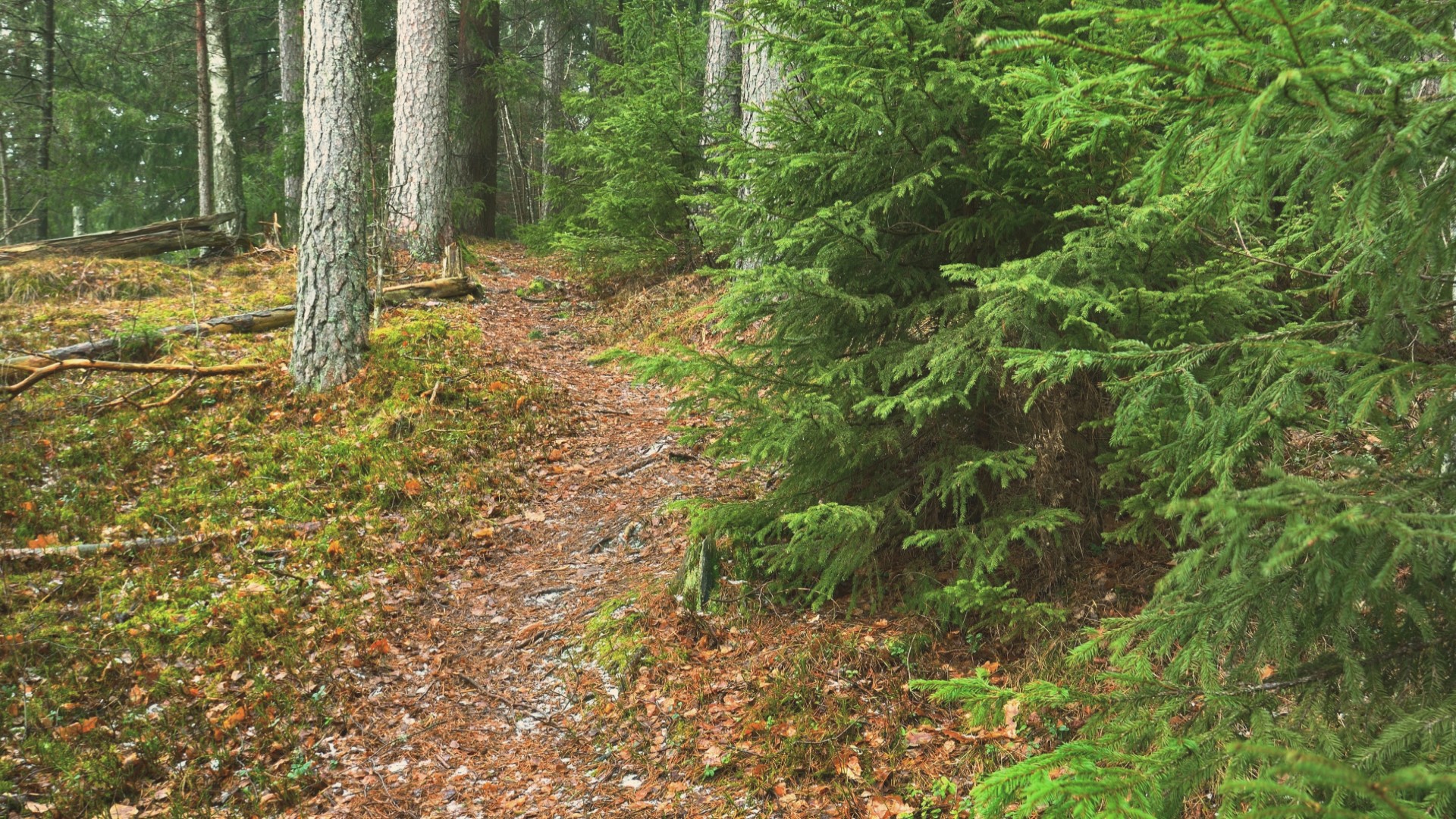 Animal Path In Woods