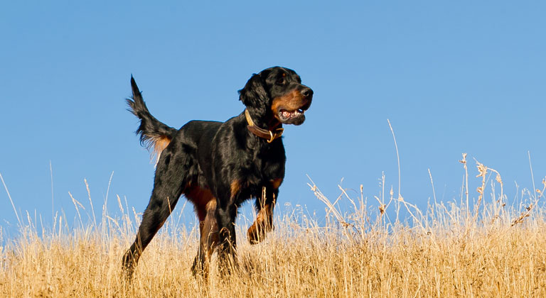 are hunting dogs good family dogs