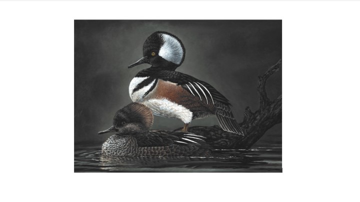 2021 National Junior Duck Stamp Winners Art Takes Wing NRA Family