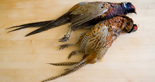 game-birds.jpg