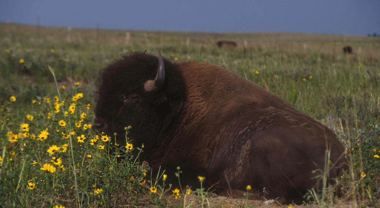 bison.jpg