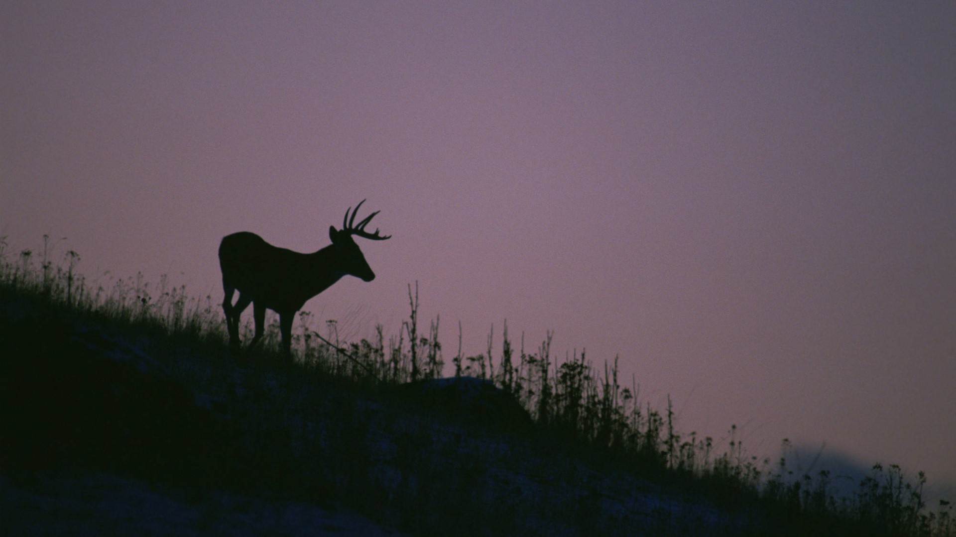 Nocturnal Buck Usfws