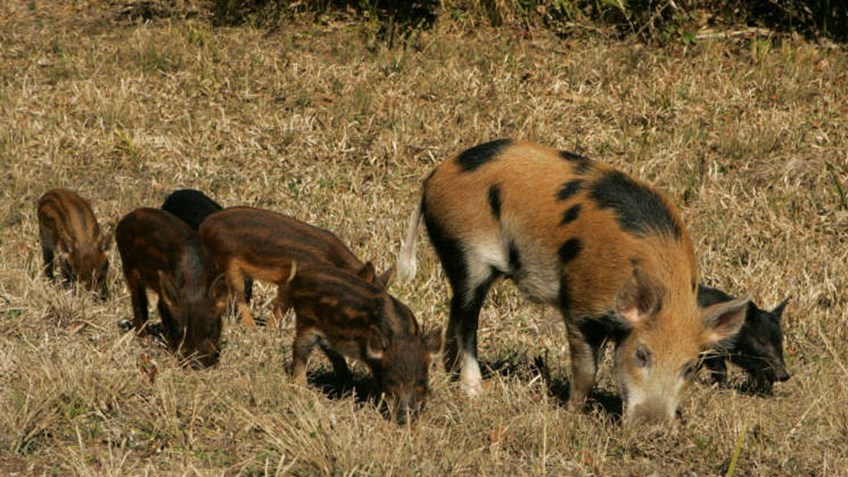 6 Reasons to Hunt Feral Hogs (Even If You're On the Fence About Hunting ...