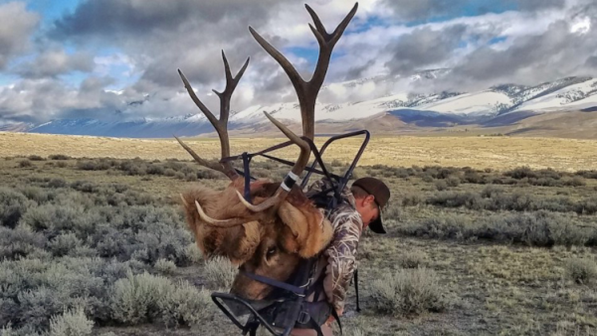 Warm Weather Elk
