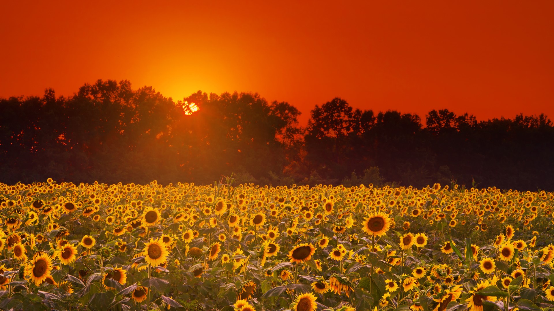 Istock Sunflower Field